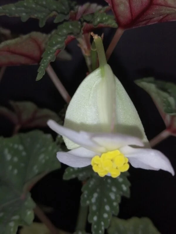 Tradescantia sillamontana ‘Variegata’ micro, foto 16