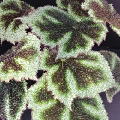 Begonia masoniana Tricolor