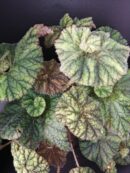 Begonia Cowardly Lion