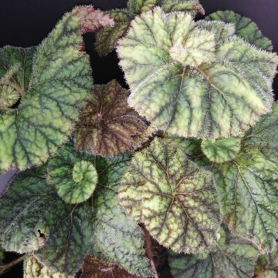 Begonia Cowardly Lion
