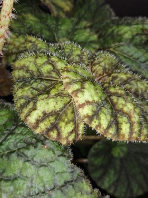 Tradescantia sillamontana ‘Variegata’ micro, foto 25