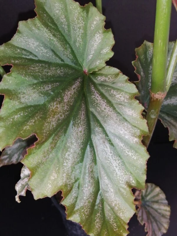 Tradescantia sillamontana ‘Variegata’ micro, foto 30