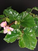 Begonia Richmondensis