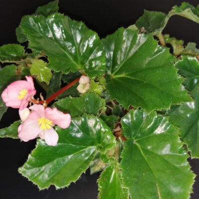Begonia Richmondensis