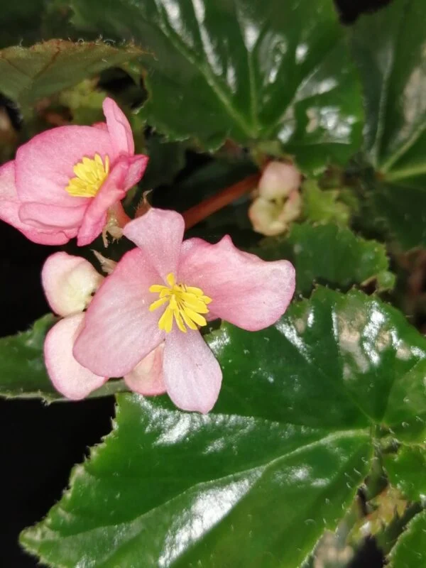 Tradescantia sillamontana ‘Variegata’ micro, foto 37