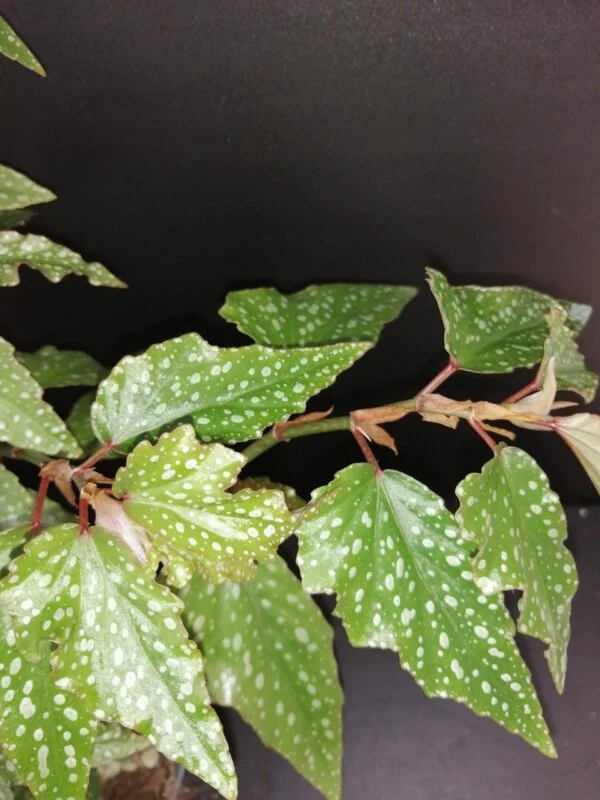 Tradescantia sillamontana ‘Variegata’ micro, foto 39