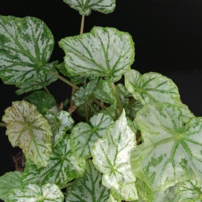 Begonia Skeezar