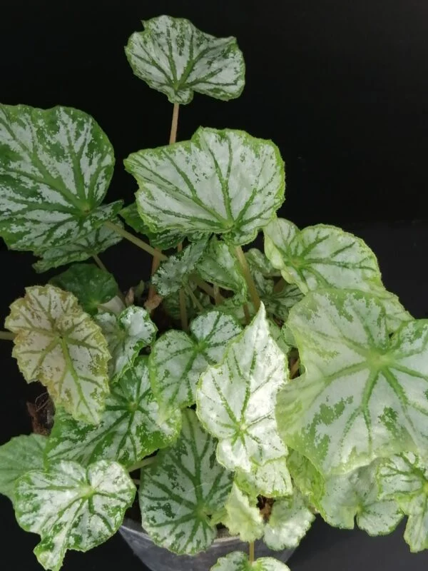 Begonia Skeezar, pianta da interno