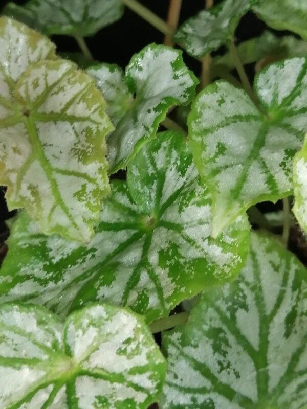Begonia Skeezar, foto 3