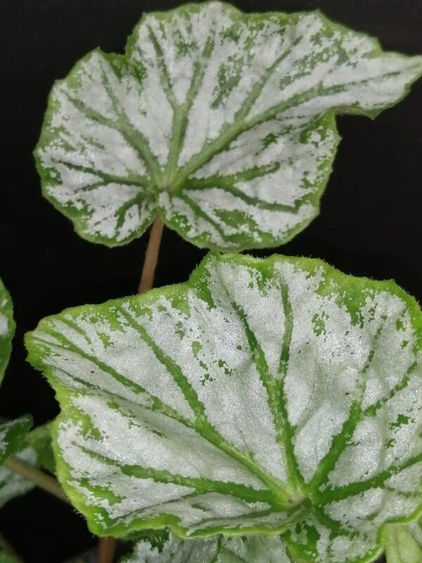 Begonia Skeezar, foto 2