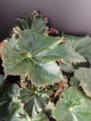 Begonia manicata Crispa