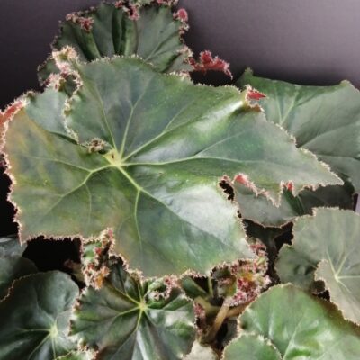 Begonia manicata Crispa