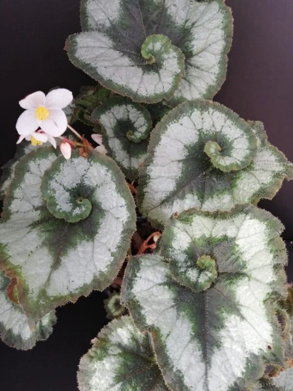 Tradescantia sillamontana 'Variegata' micro, foto 51