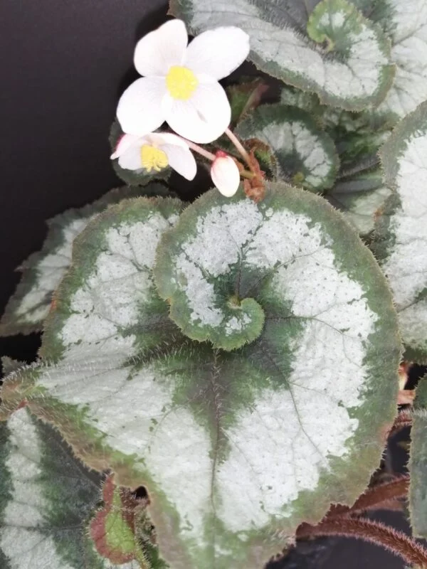 Tradescantia sillamontana ‘Variegata’ micro, foto 52