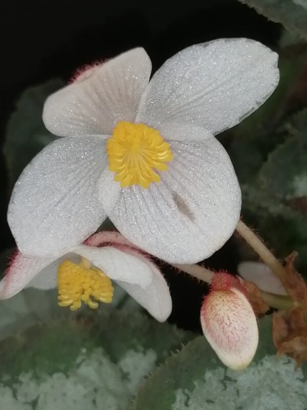 Tradescantia sillamontana ‘Variegata’ micro, foto 53