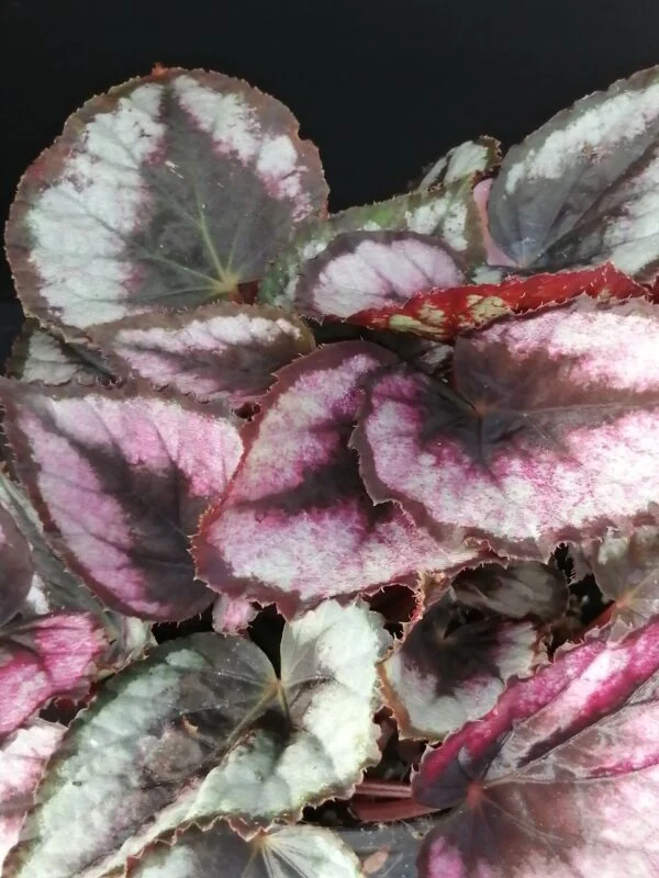 Tradescantia sillamontana ‘Variegata’ micro, foto 55