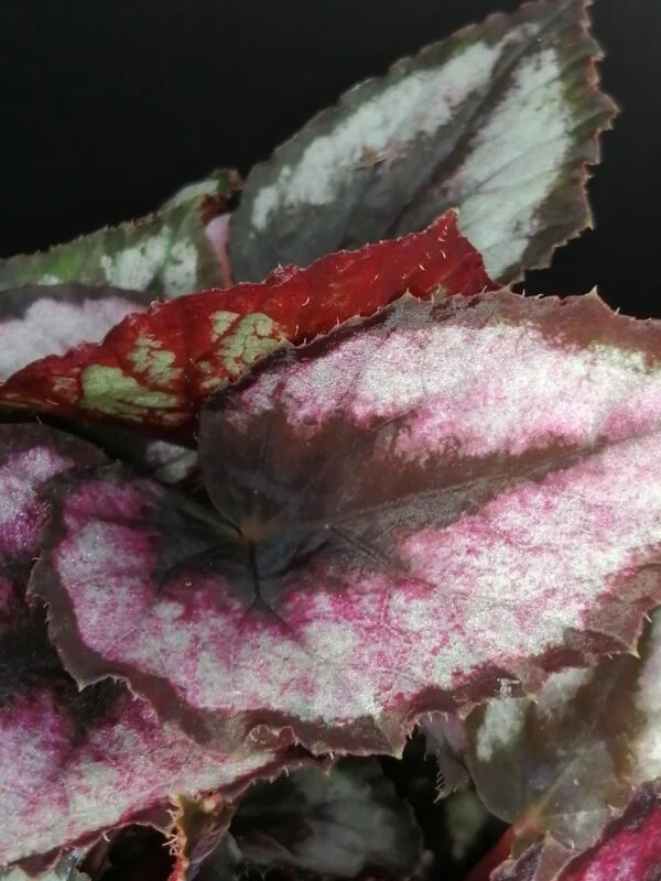 Tradescantia sillamontana ‘Variegata’ micro, foto 56