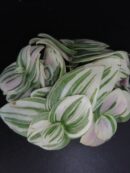 Tradescantia Tenderness pianta micro