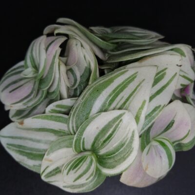 Tradescantia Tenderness pianta micro