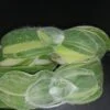 Tradescantia sillamontana 'Variegata' micro, pianta da interno e da esterno