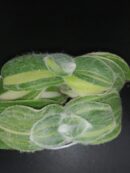 Tradescantia sillamontana 'Variegata' micro