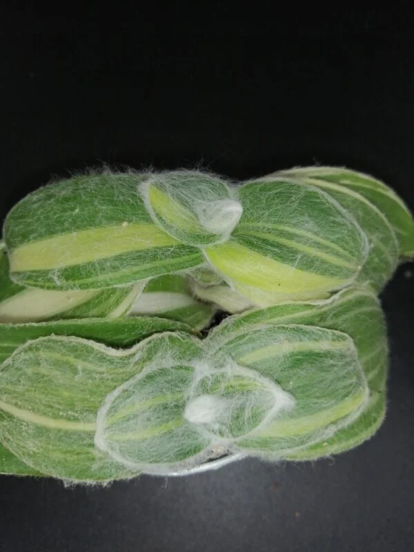 Tradescantia sillamontana 'Variegata' micro, pianta da interno e da esterno