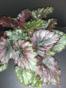 Begonia Boston Cherries'n Chocolate