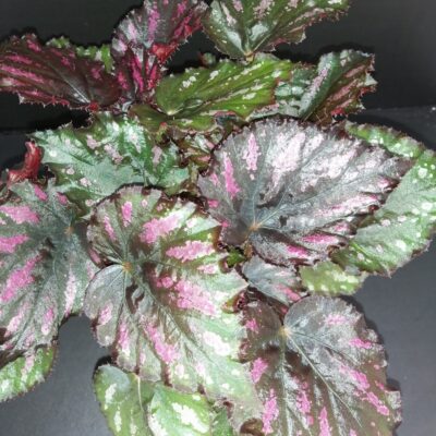 Begonia Boston Cherries'n Chocolate