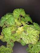 Begonia Lime Green Fever