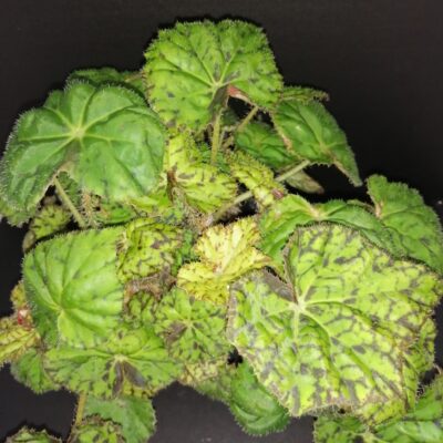 Begonia Lime Green Fever