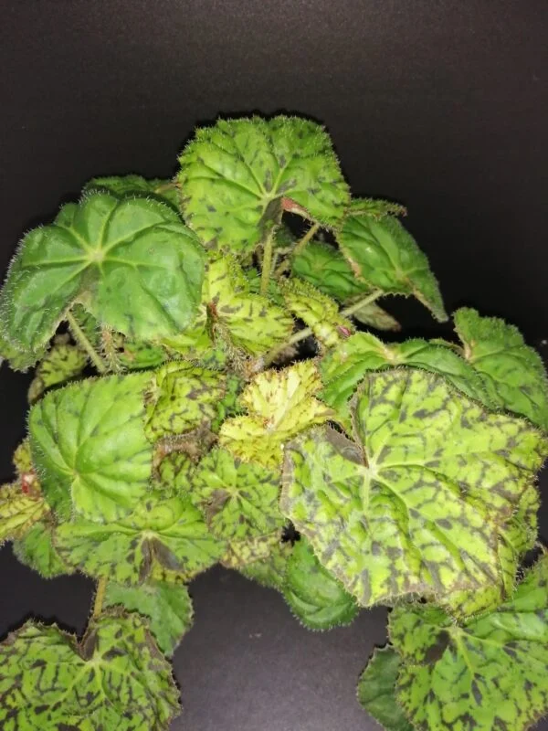 Begonia Lime Green Fever, pianta da interno
