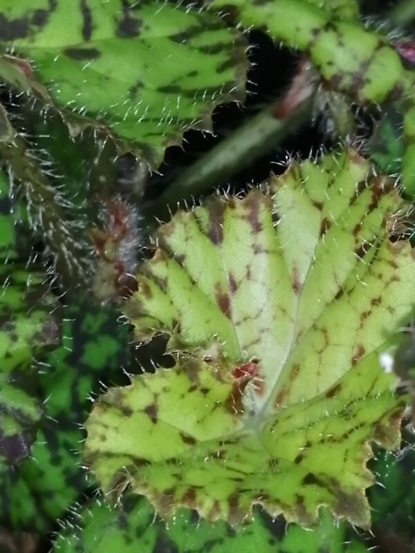 Begonia Lime Green Fever, foto 2