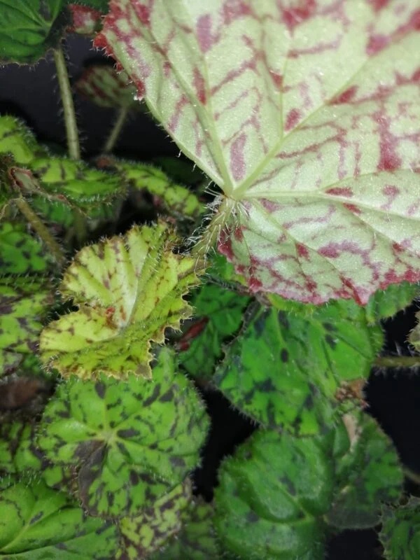 Begonia Lime Green Fever, foto 3