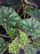 Begonia Chantilly lace