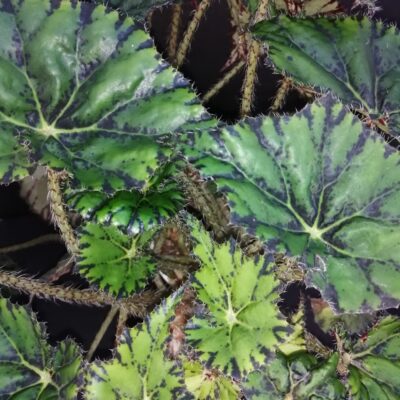 Begonia Chantilly lace