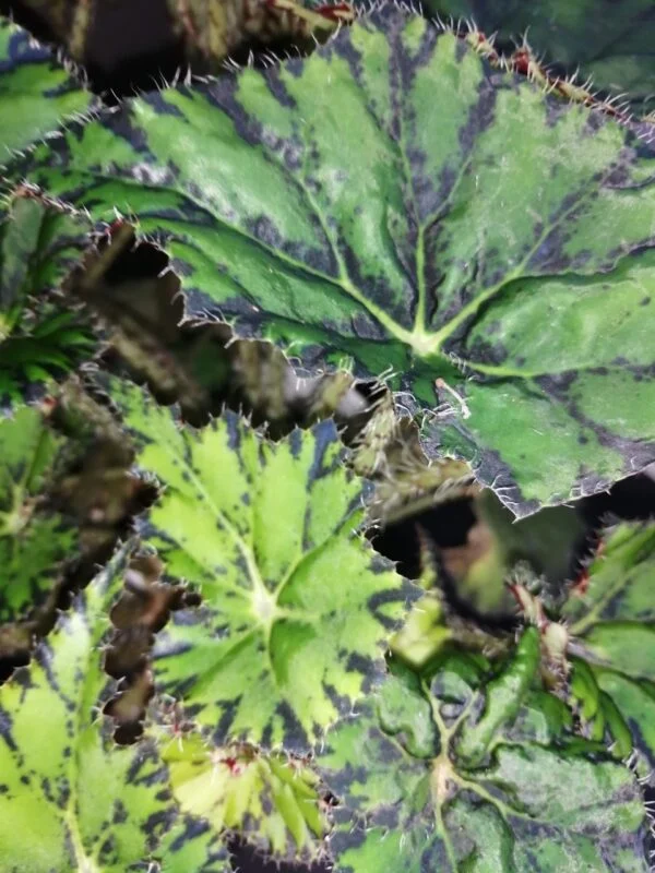 Begonia Chantilly lace, foto 2
