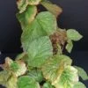 Begonia Mirella Collavini, pianta da interno