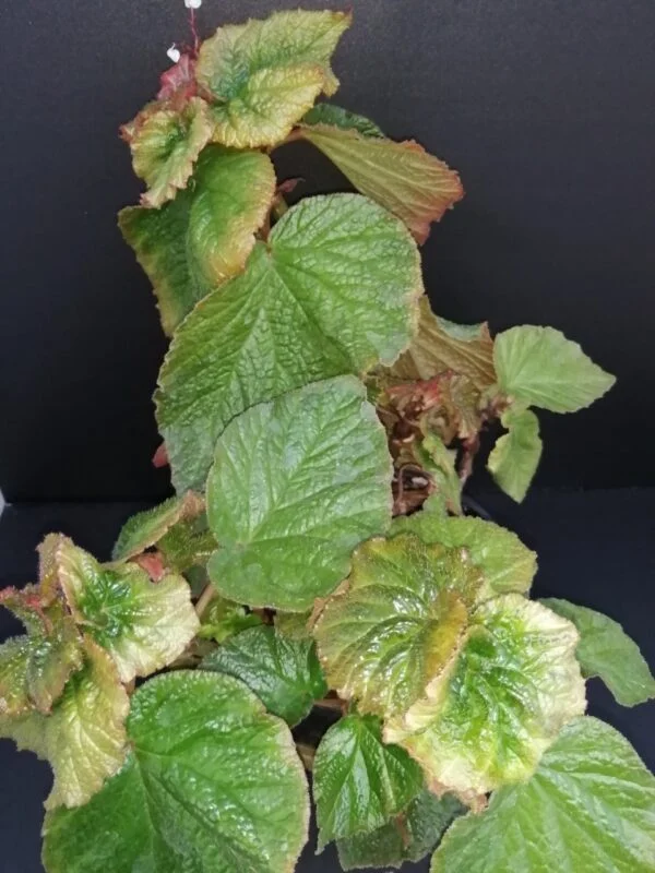 Begonia Mirella Collavini, pianta da interno