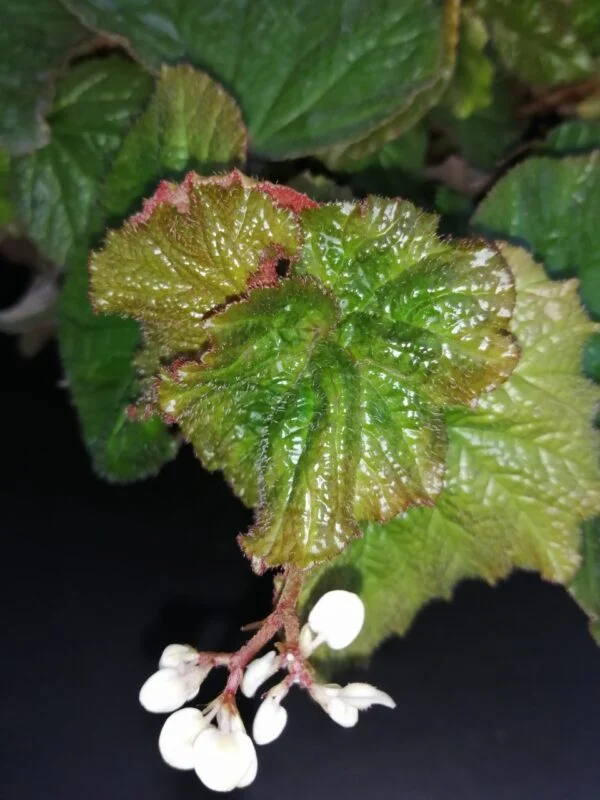 Begonia Mirella Collavini, foto 2