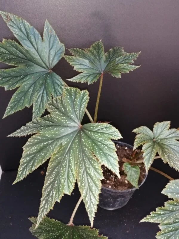 Begonia Gryphon, pianta da interno e da esterno