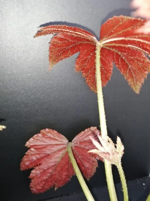 Begonia Gryphon, foto 2