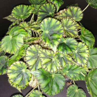 Begonia mazae var. nigricans