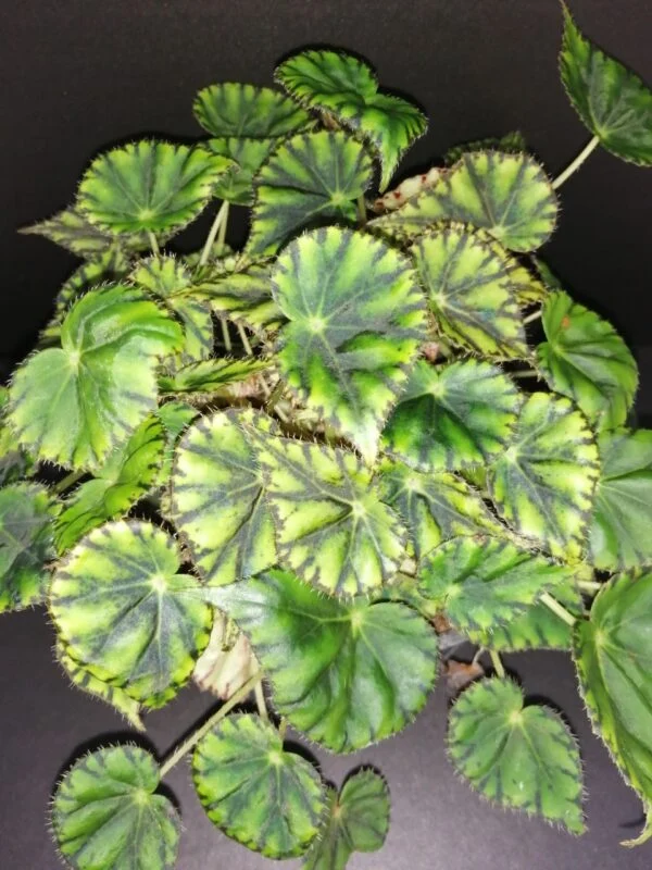 Begonia mazae var. nigricans, pianta da interno