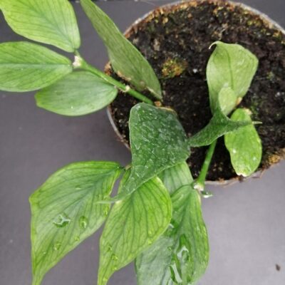 Hoya polyneura, Hooker F.