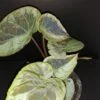Begonia burkillii Dark Form, pianta da interno