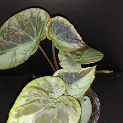 Begonia burkilii Dark Form