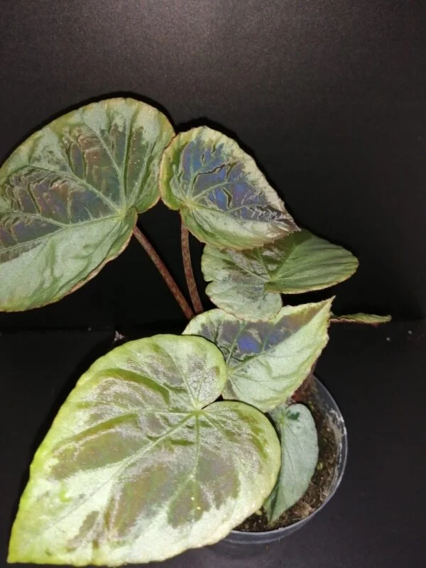 Begonia burkillii Dark Form, pianta da interno