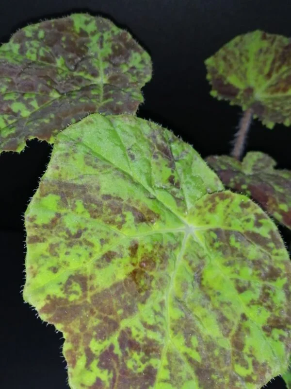 Begonia Marmaduke, foto 3