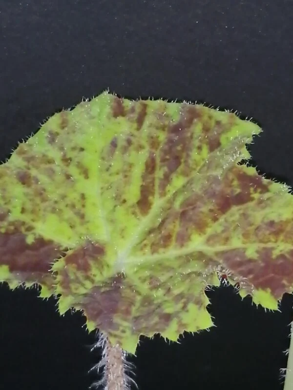 Begonia Marmaduke, foto 4