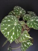 Begonia pustulata